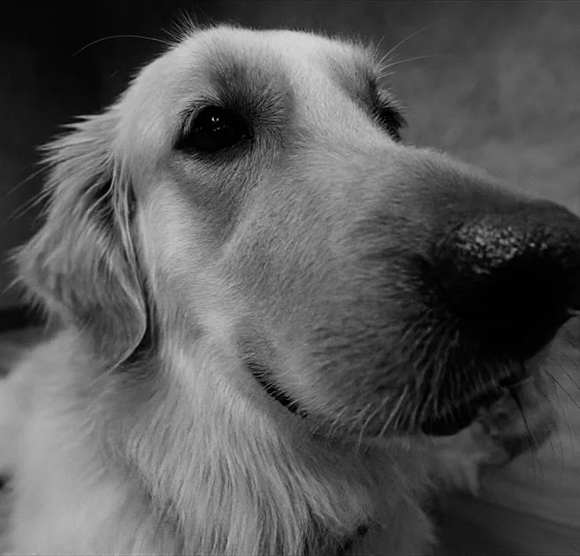 Dog B&W portrait